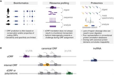 Small but mighty: the rise of microprotein biology in neuroscience